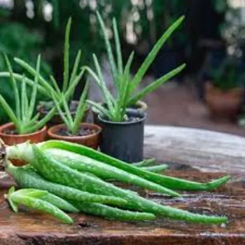 Top Aloe Vera Plants